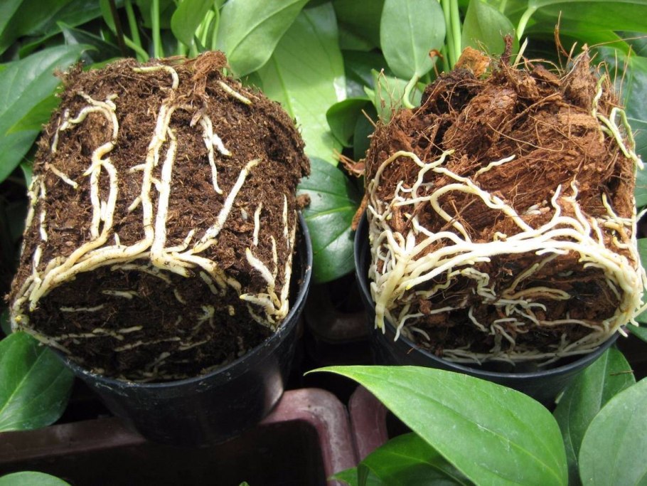 Размножение туи