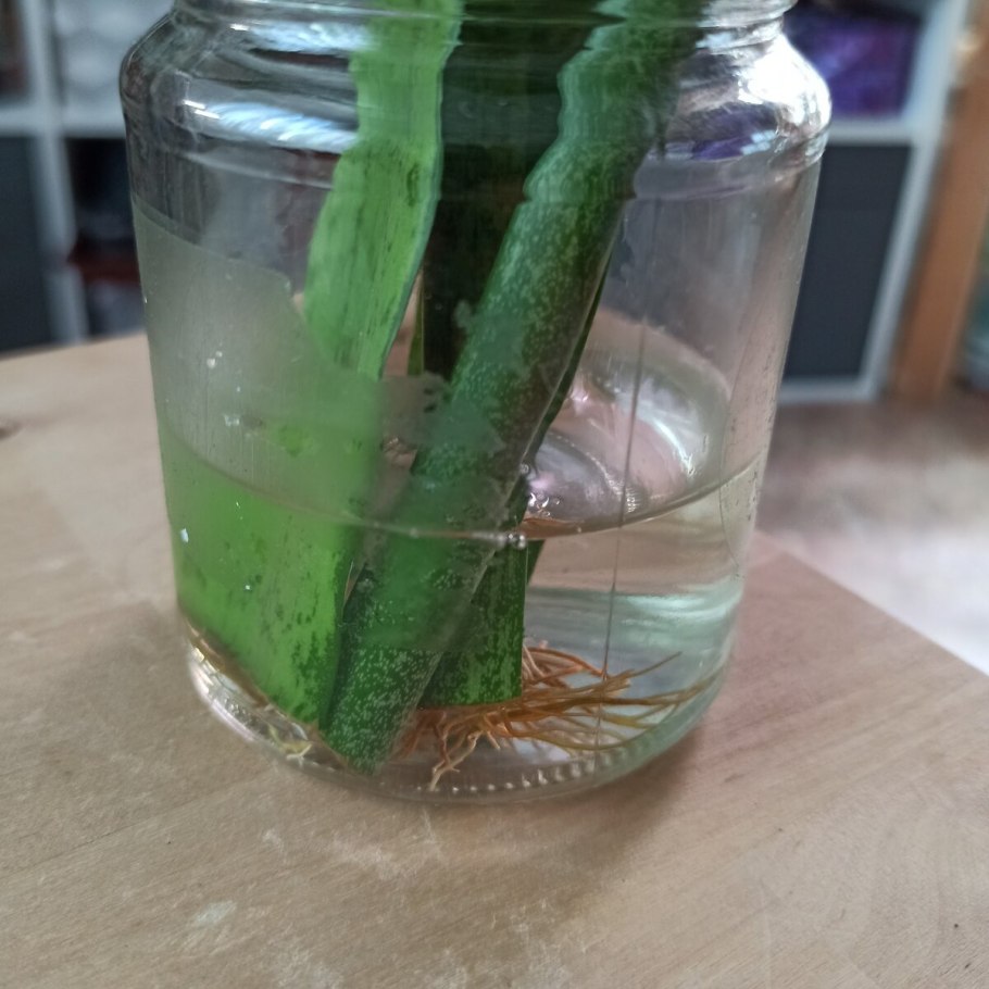 Укоренение туи черенками