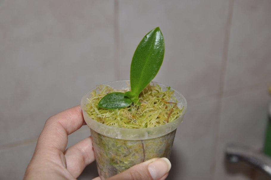 Чешуйчатая луковица лилии