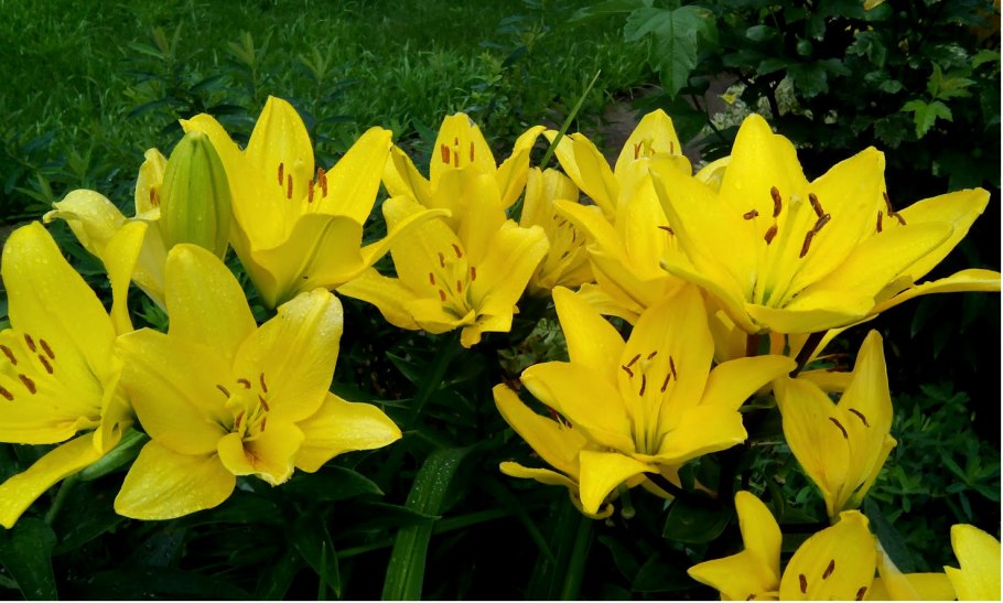 Лилия Нэшвилл (ла-гибрид)