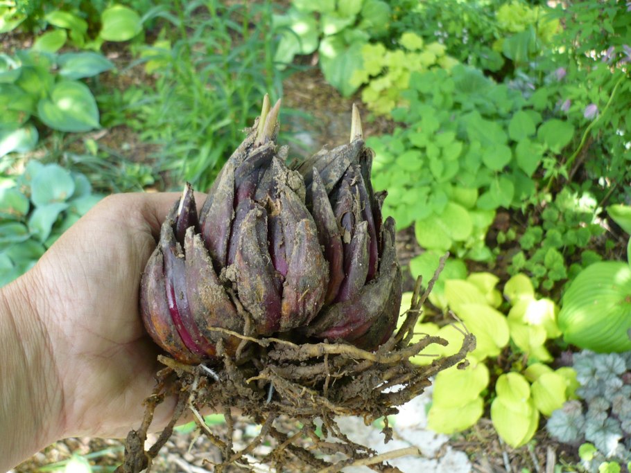 Луковицы лилии садовой