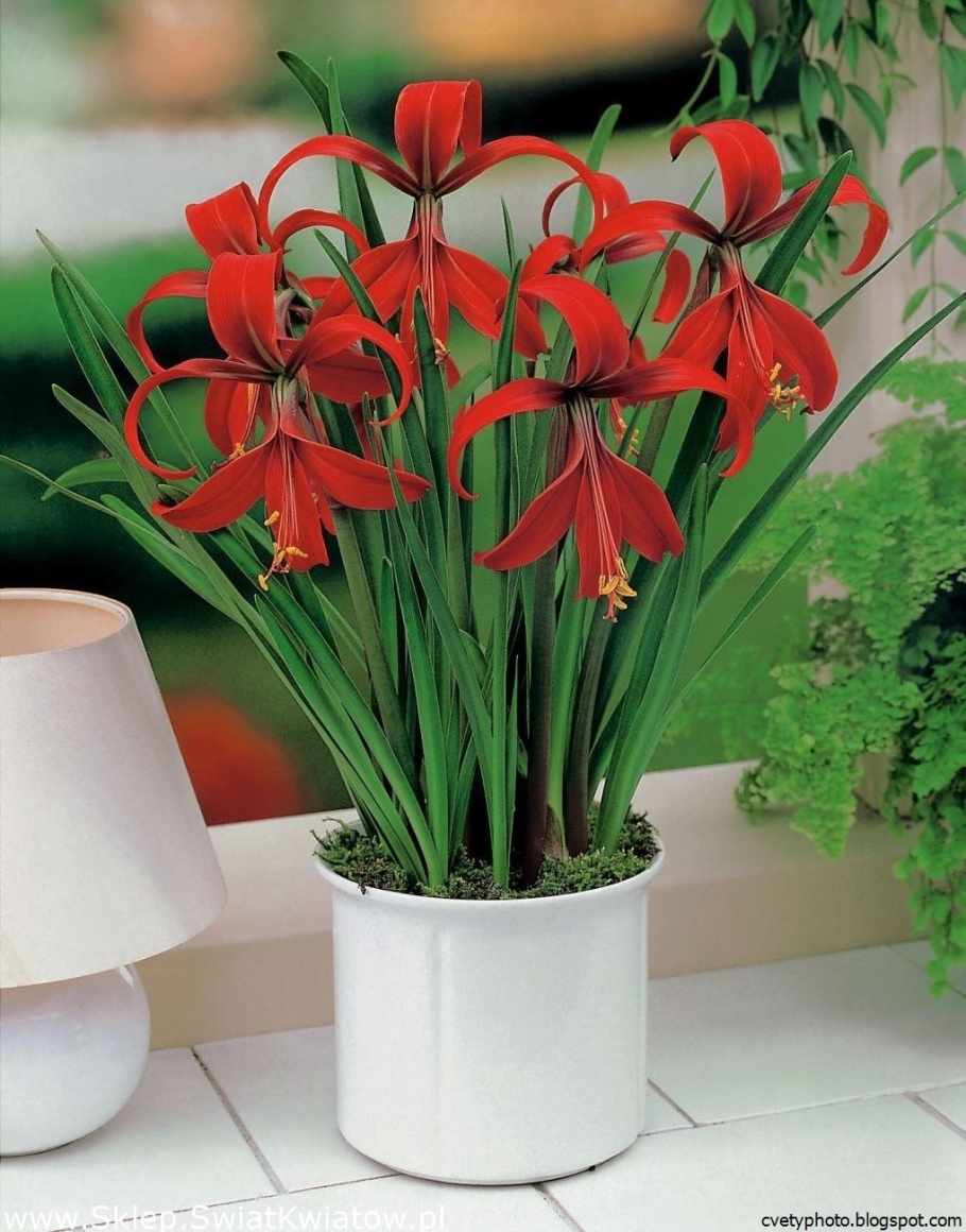 Спрекелия (Шпрекелия)