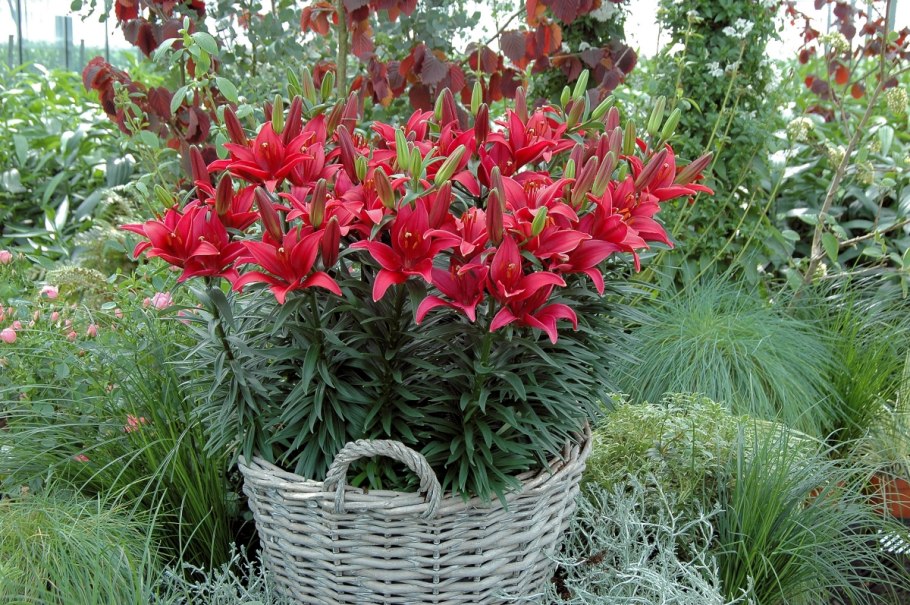 Лилия азиатская тайни рокет