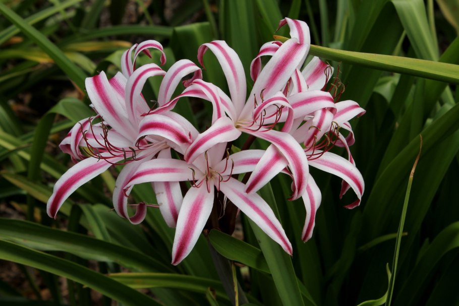 Цветок кринум Пауэлла