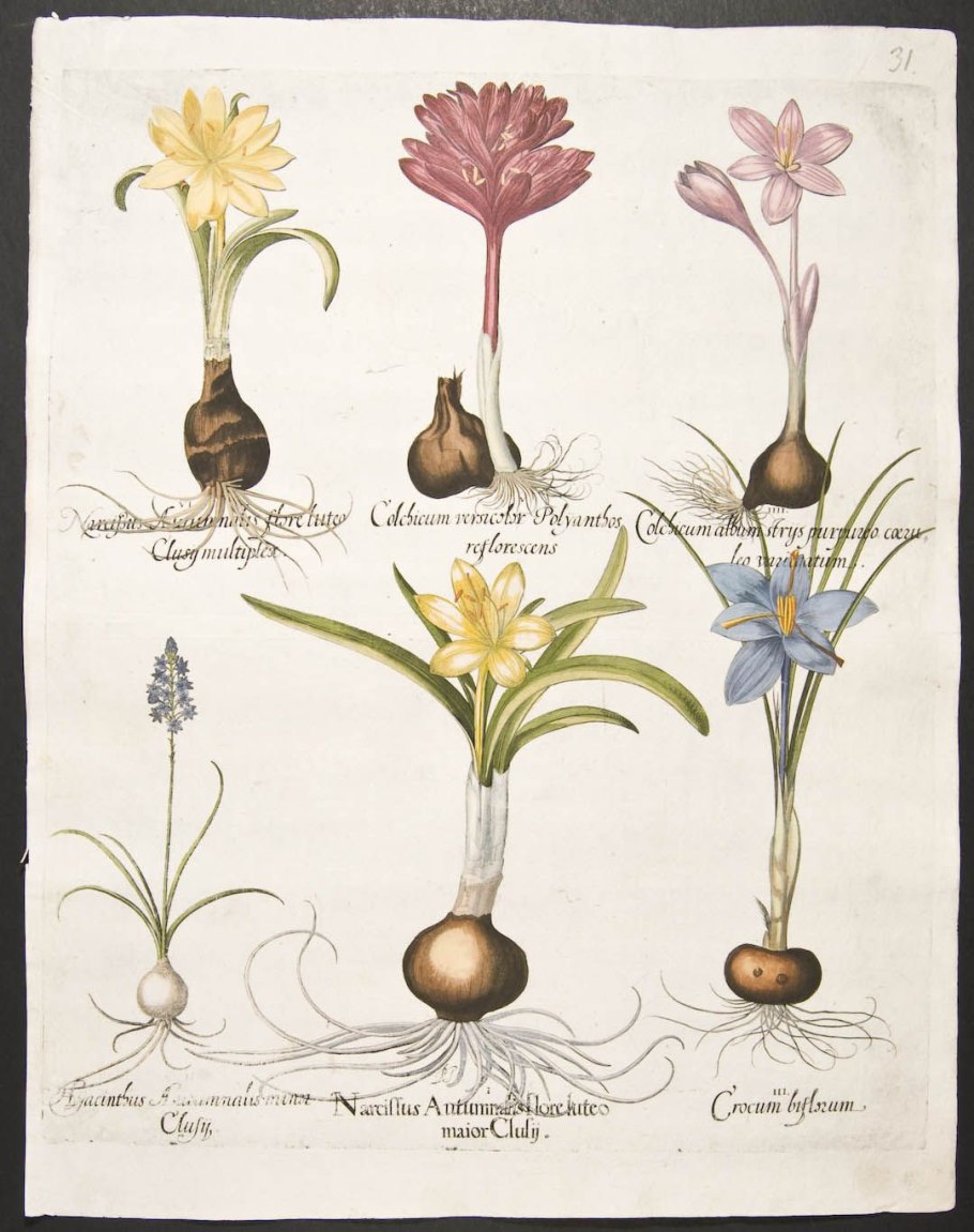 Ботаническая иллюстрация луковичные