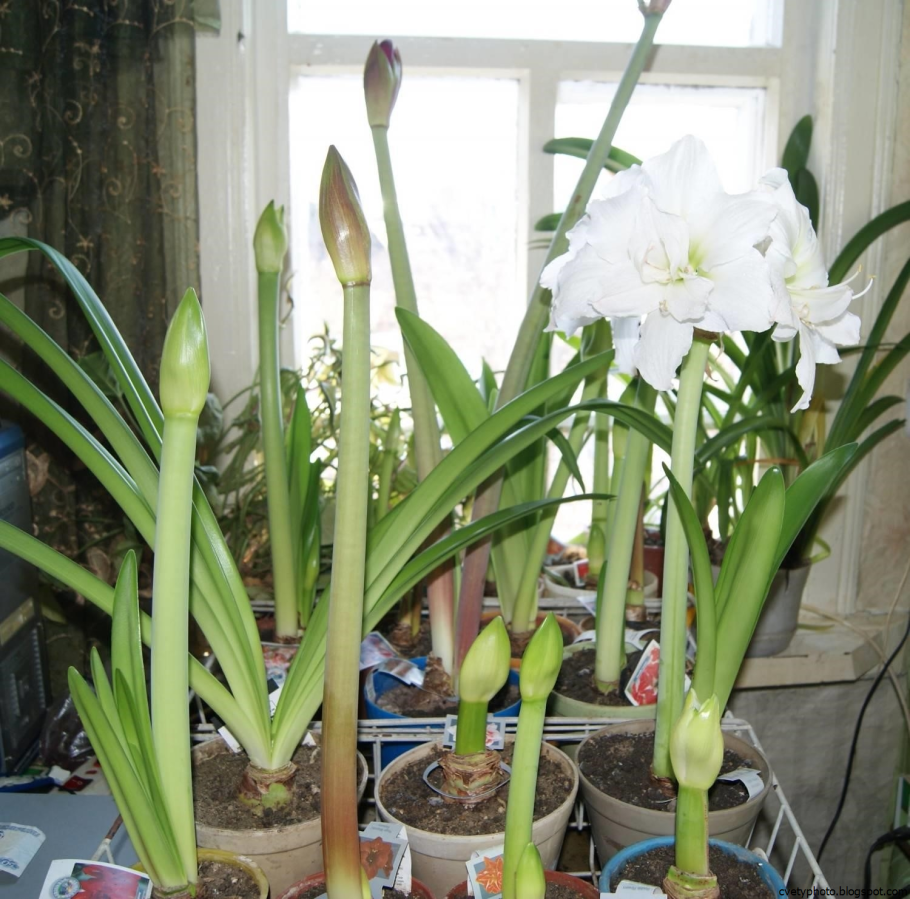 Гиппеаструм амариллис детки