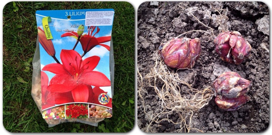 Луковичные цветы в упаковке