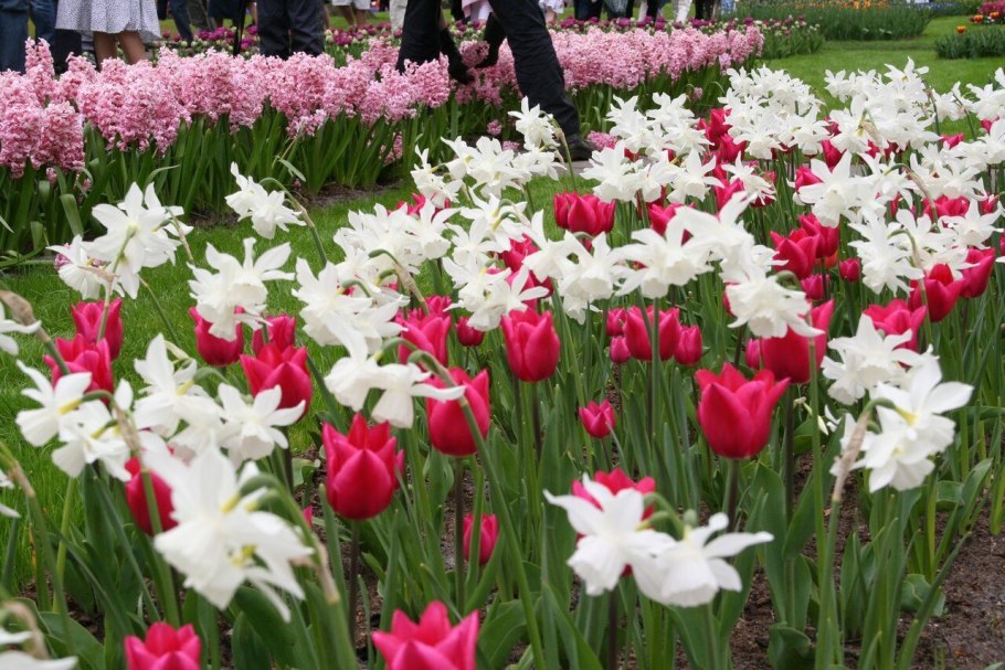 Крокус, тюльпан, гиацинт, Нарцисс, рябчик