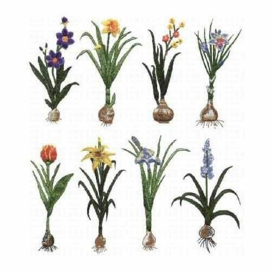 Растение с луковицей и маленькими цветочками