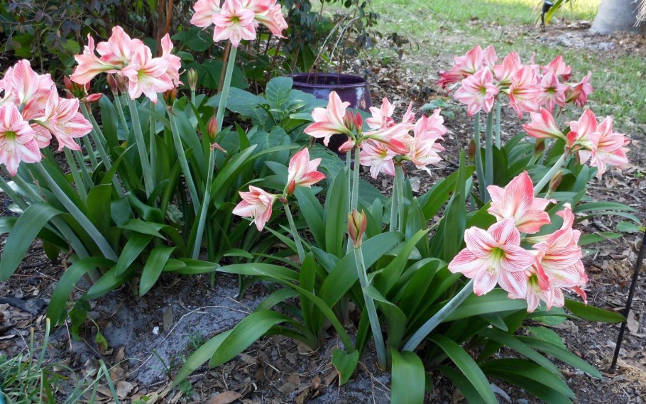 Лилия амариллис