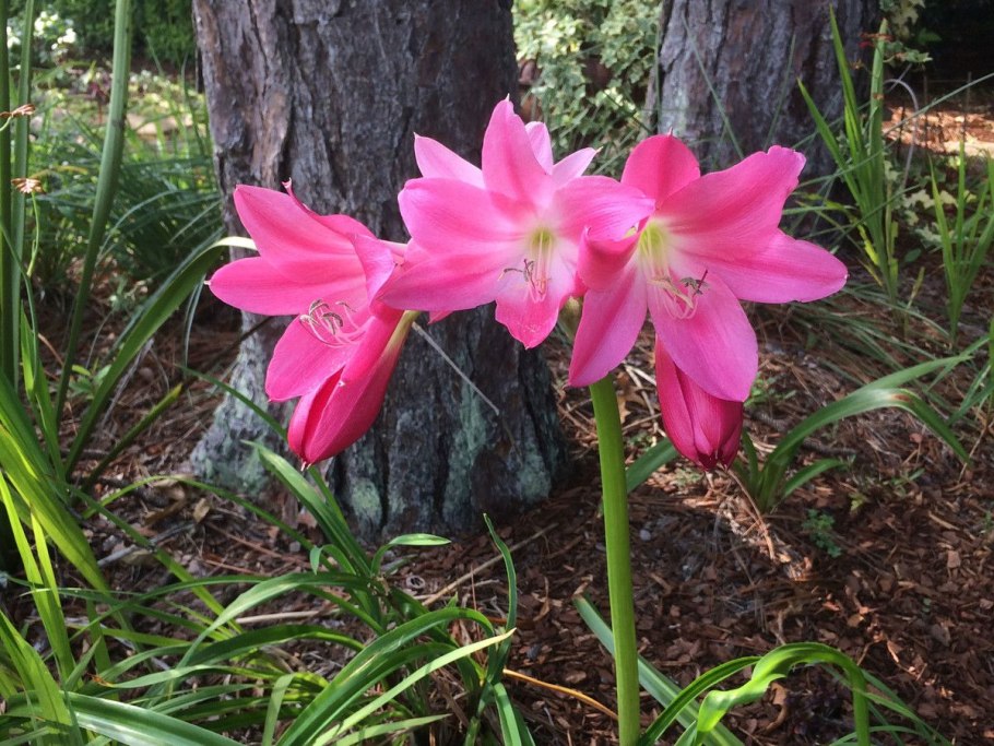 Кринум Пауэлла розовый