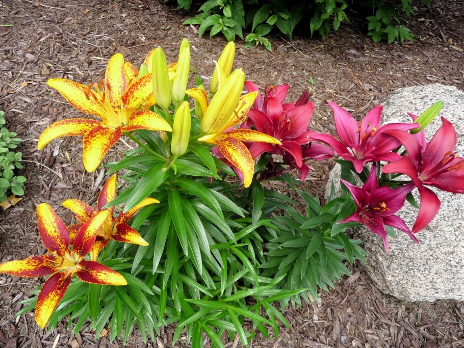 Лилии отцвели