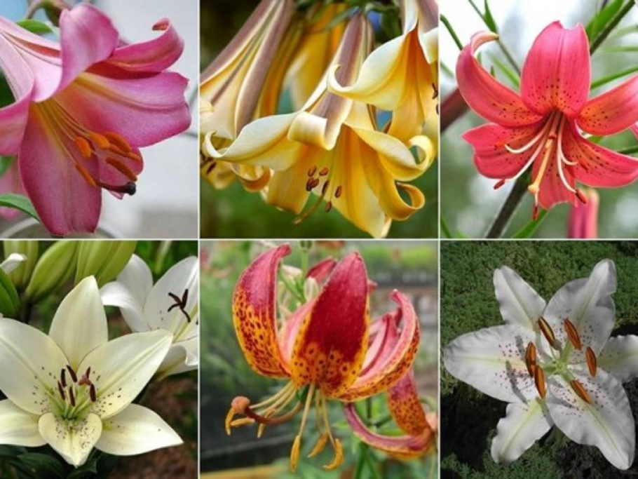 Лилия колокольчатая розовая