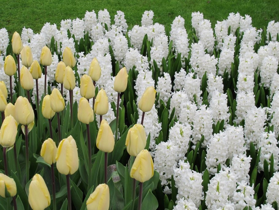 Крокус, тюльпан, гиацинт, Нарцисс, рябчик