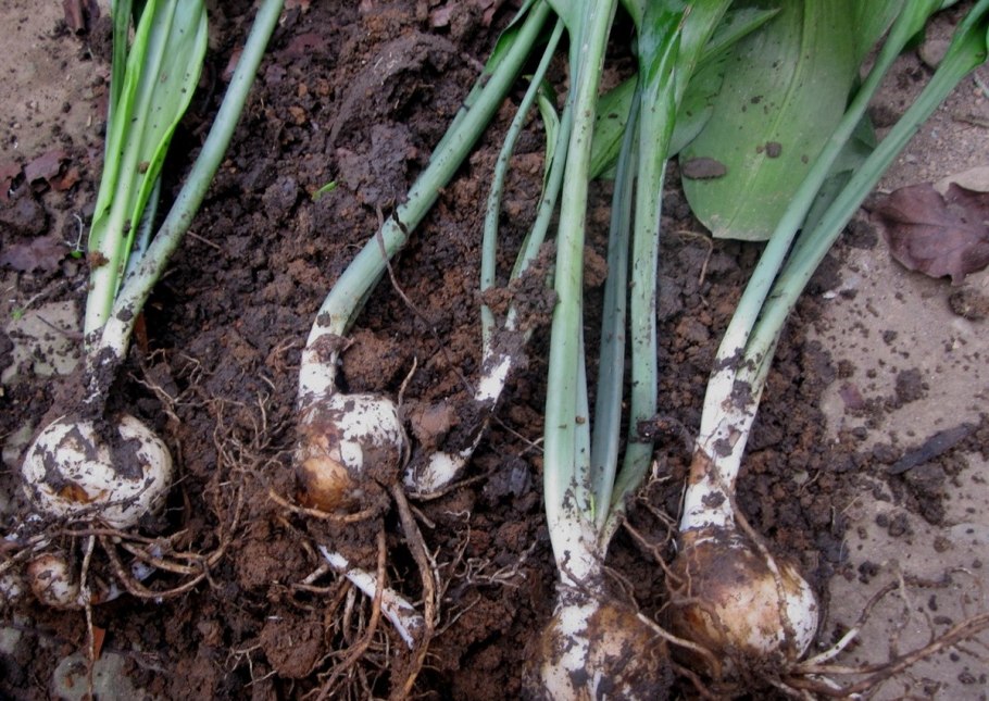 Луковица лилии