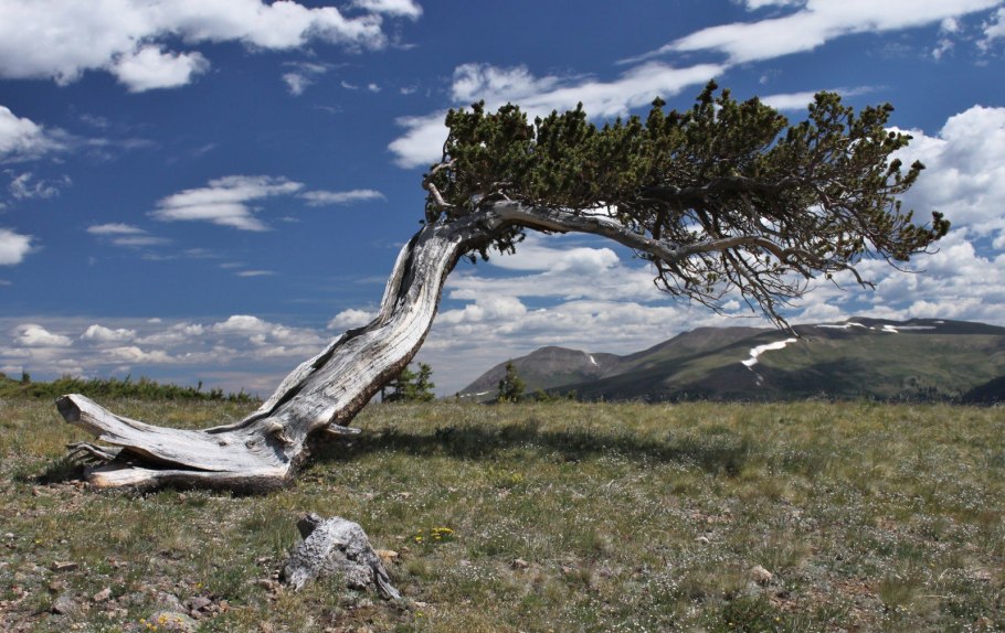 Карликовые березы Чукотки