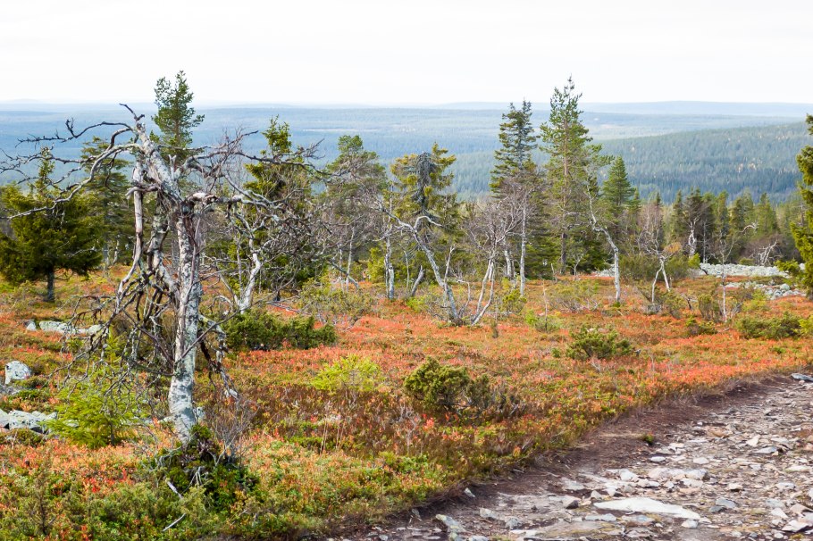 Лесотундра растительность карликовая береза