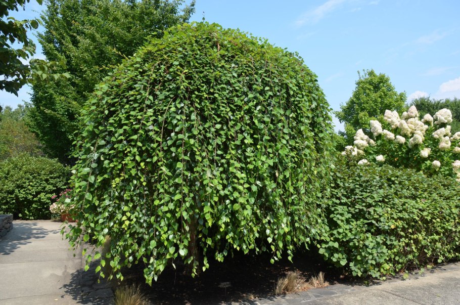 Береза Нана Betula Nana