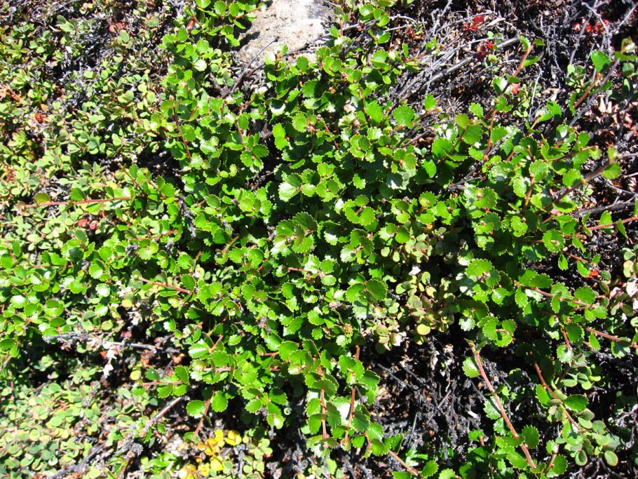 Береза Нана Betula Nana