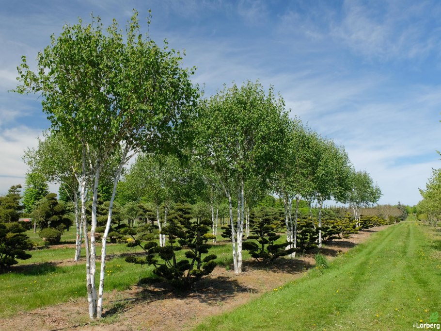 Берёза Жакмана многоствольная