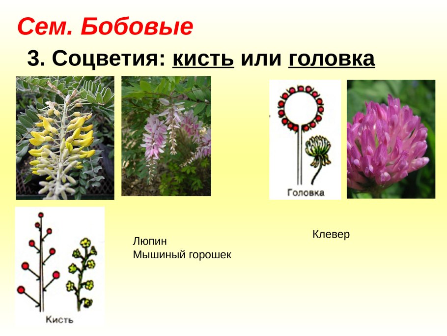 Цветок пасленовых