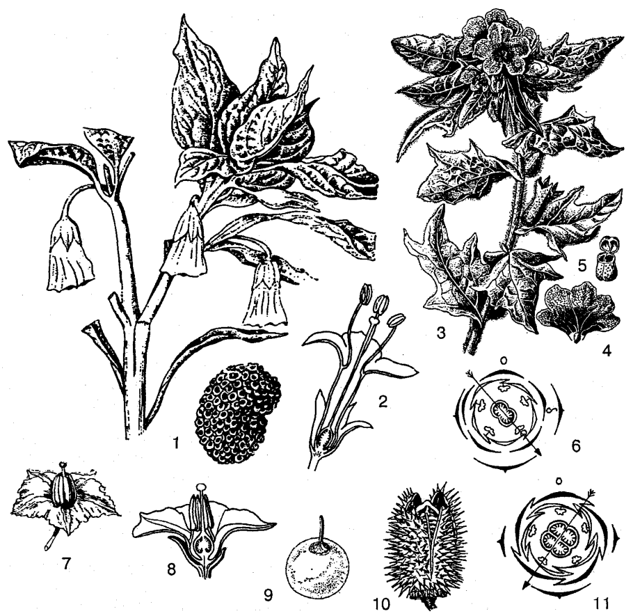 Никандра физалисовидная