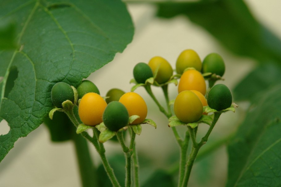 Картофель Пасленовые