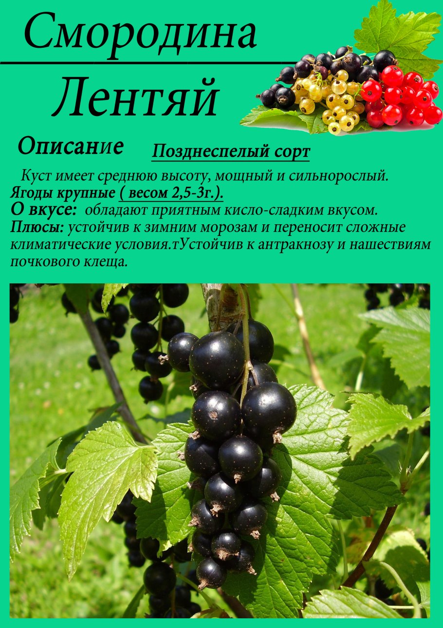 Сорт черной смородины Добрыня
