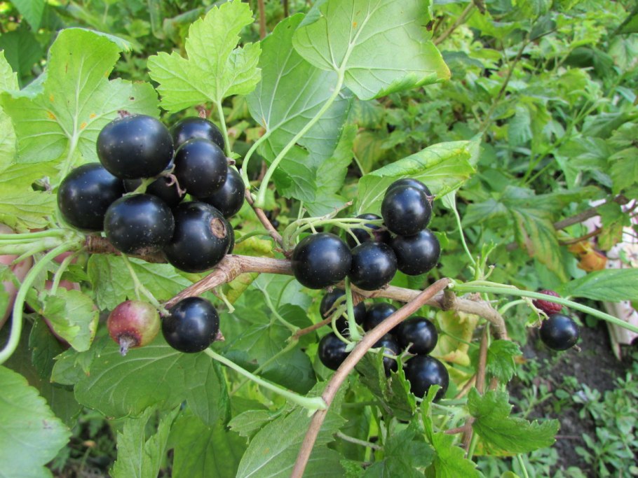 Мичуринская смородина