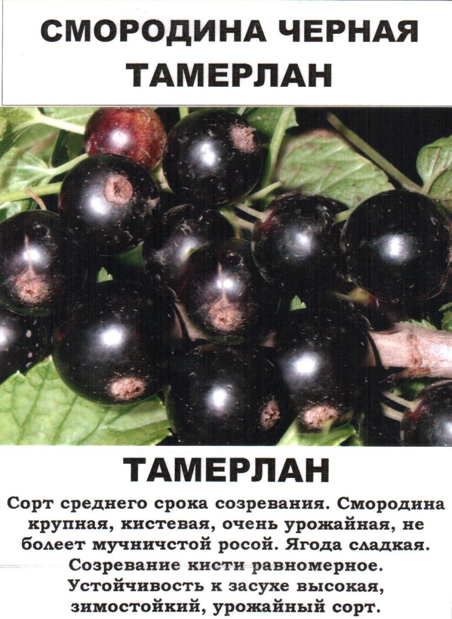 Смородина золотистая Шафак
