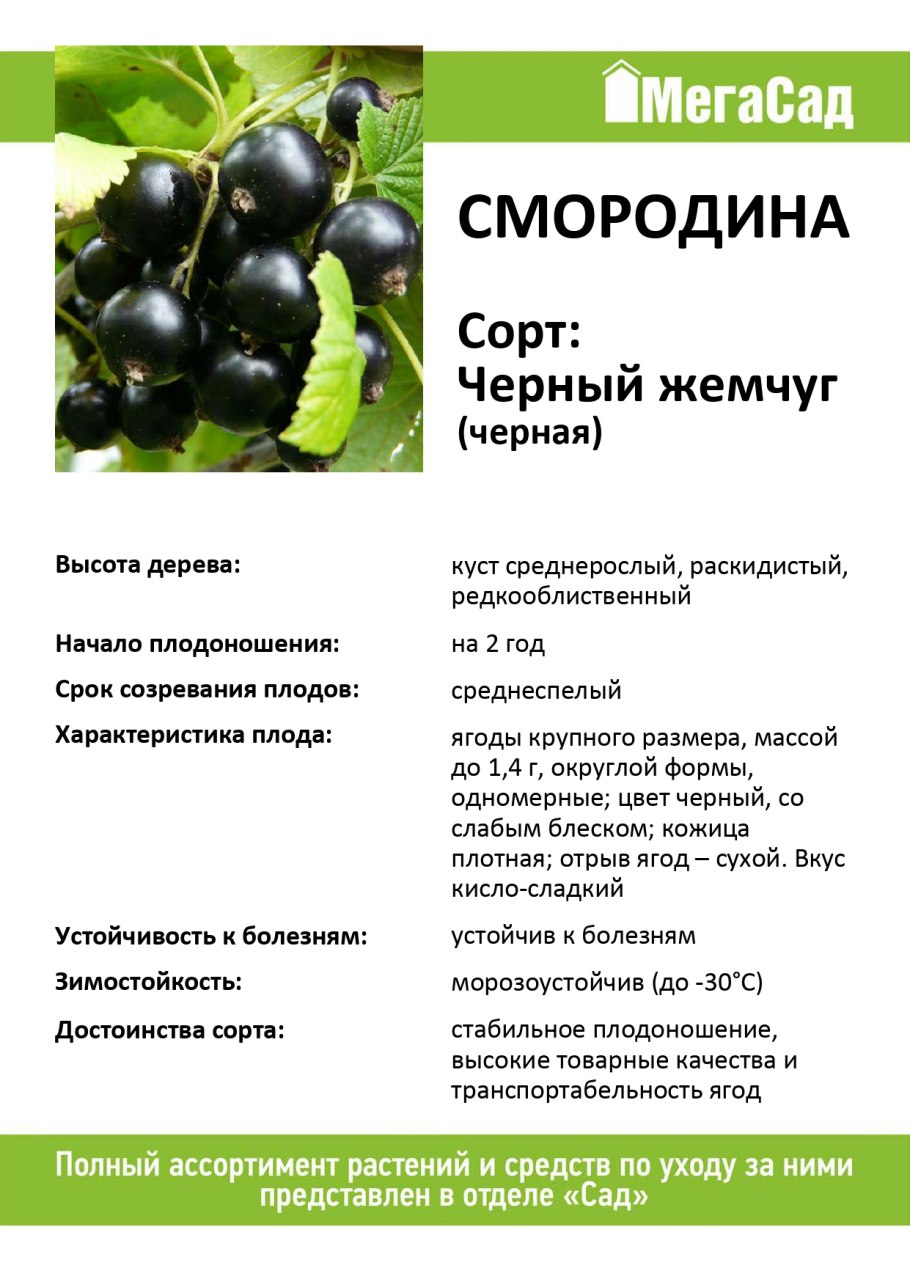 Орловия черная смородина