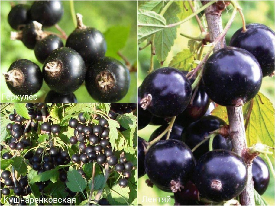 Сорт черной смородины Литвиновская