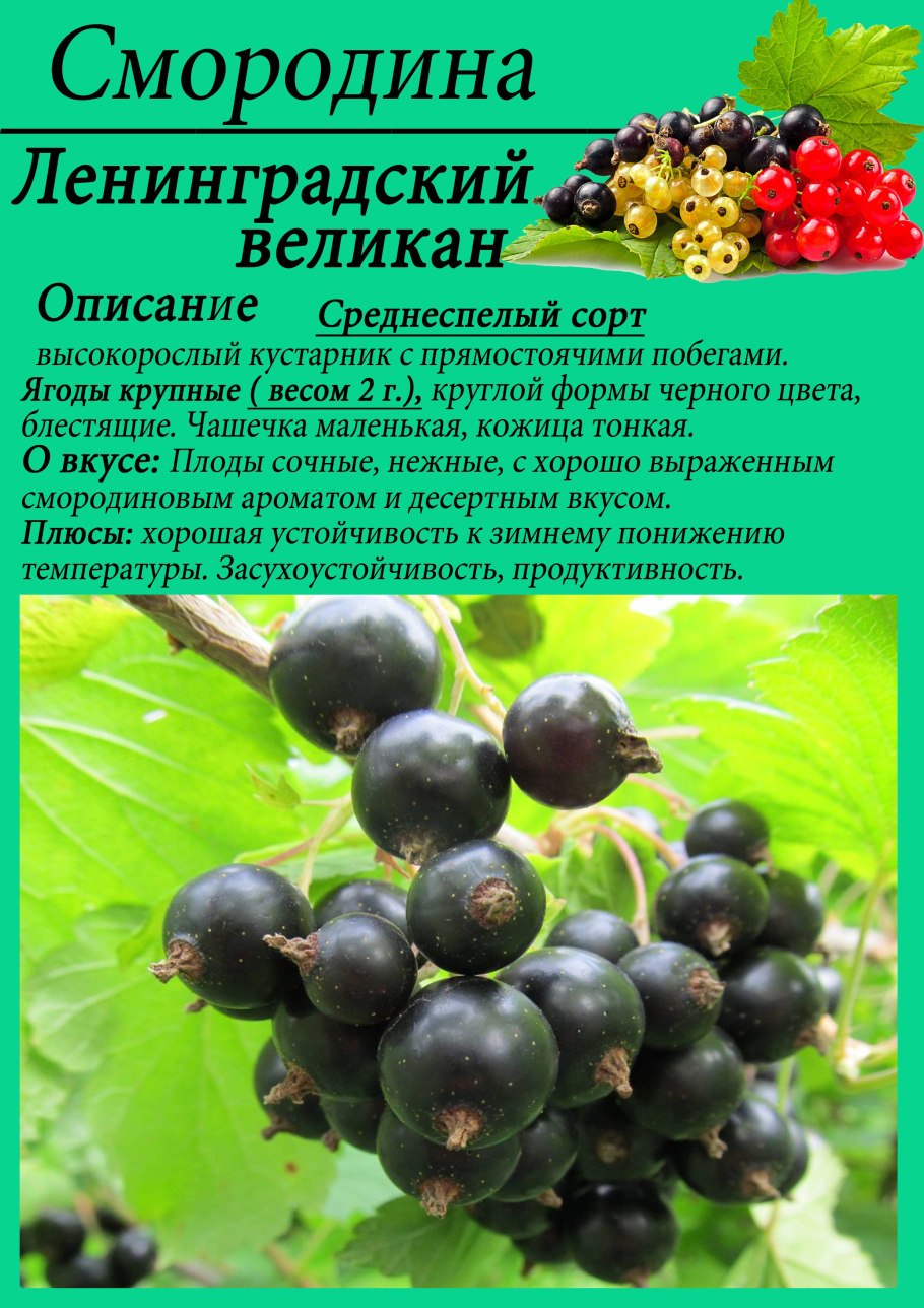 Черная смородина сорт Перун