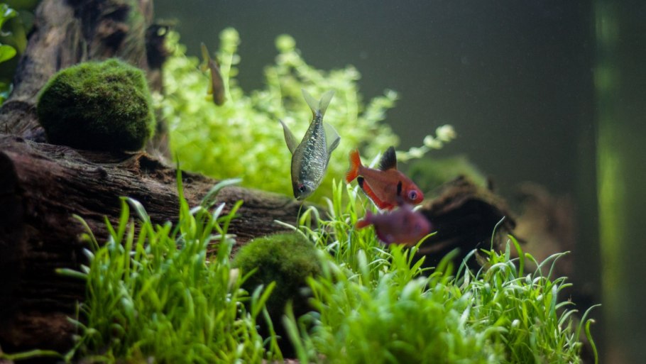 Гетерантера остролистная в акваскейпе