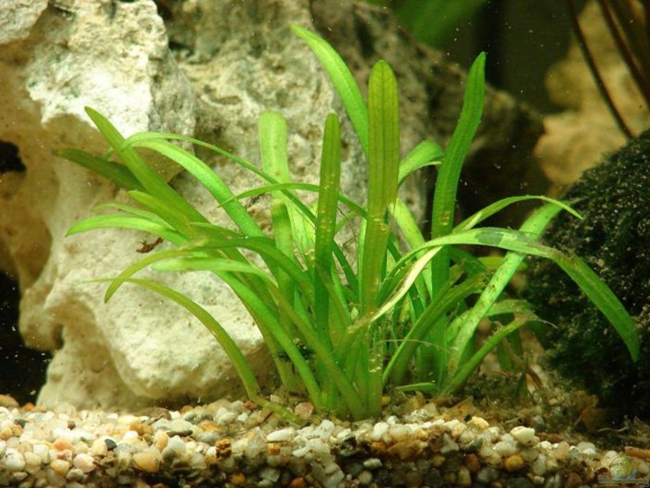 Эхинодорус нежный