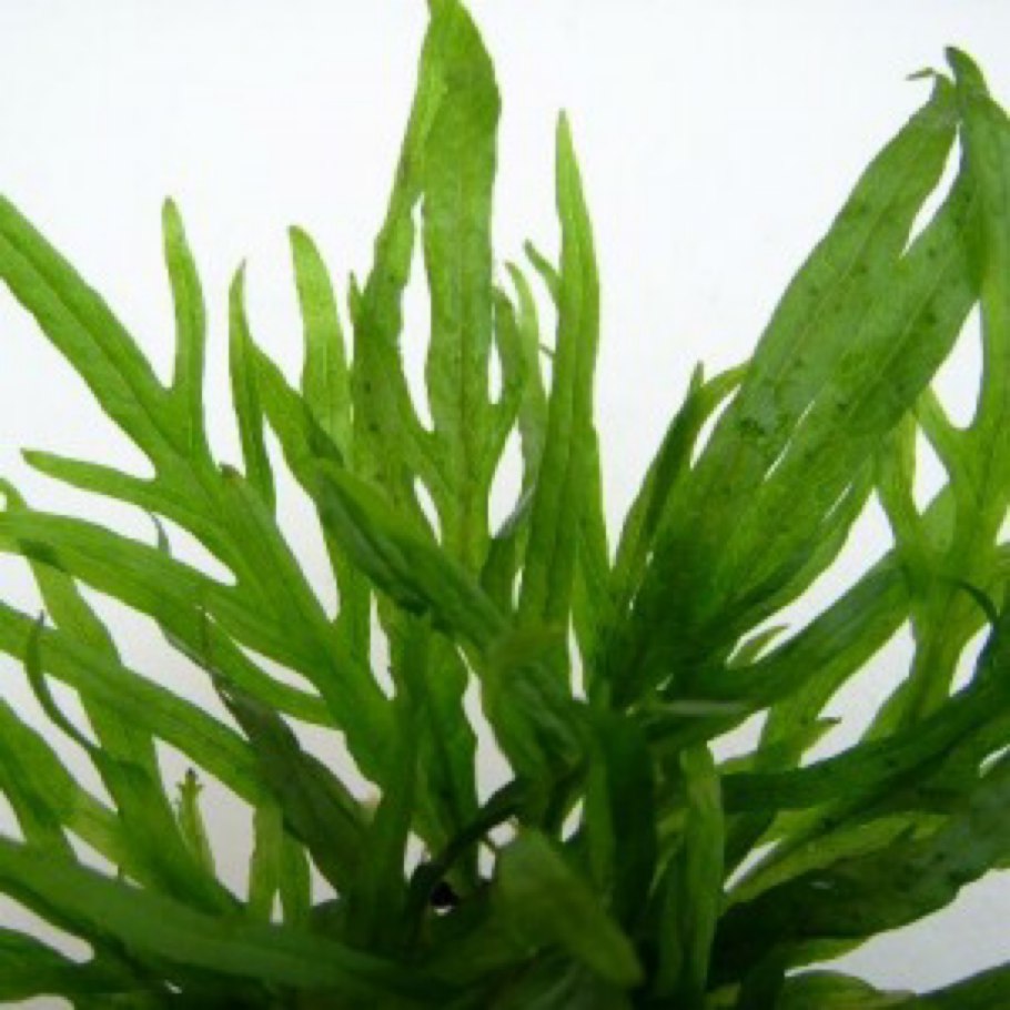 Сагиттария натанс