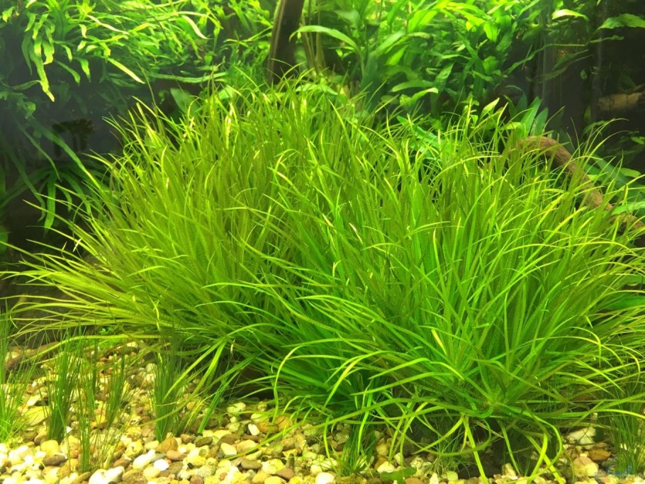 Эхинодорус нежный ( Сагиттария) -