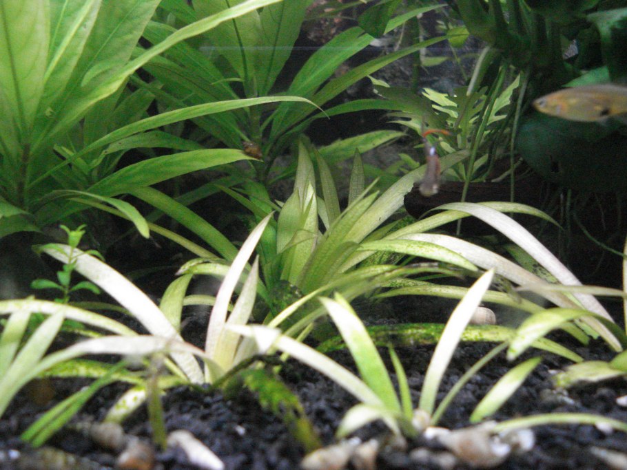 Фото растений для аквариума со скорпионом