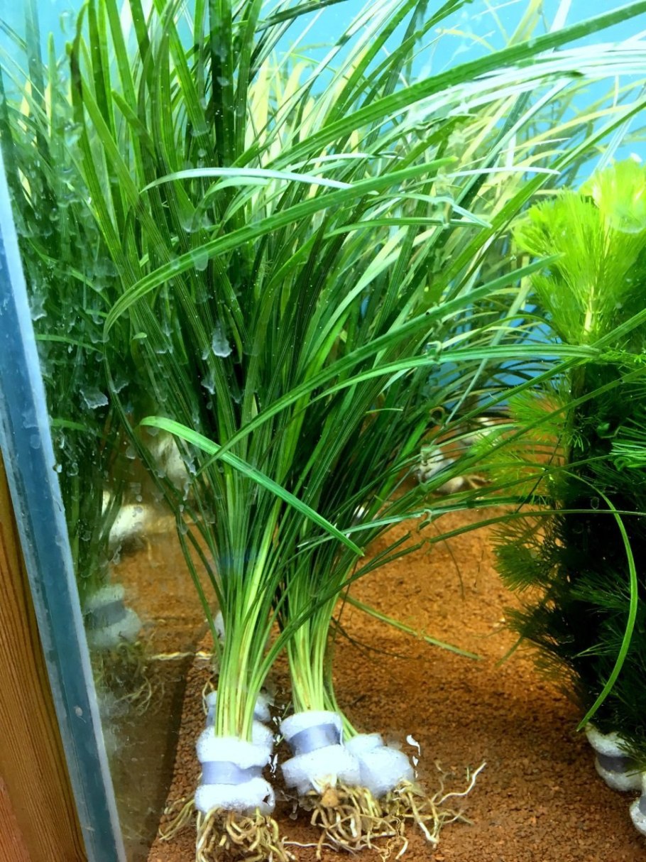 Echinodorus tenellus Эхинодорус тенеллус