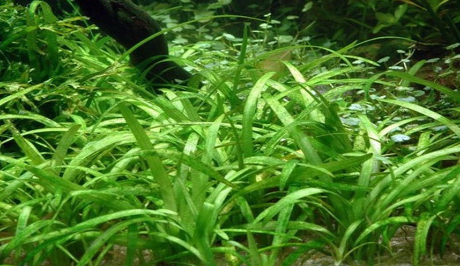 Криптокорина криспатула (Cryptocoryne crispatula)