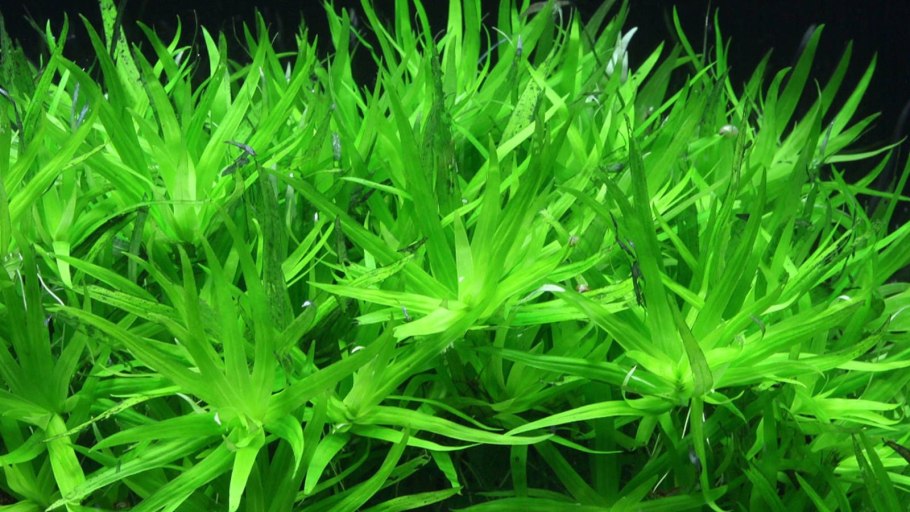 Стрелолист карликовый (Sagittaria subulata)