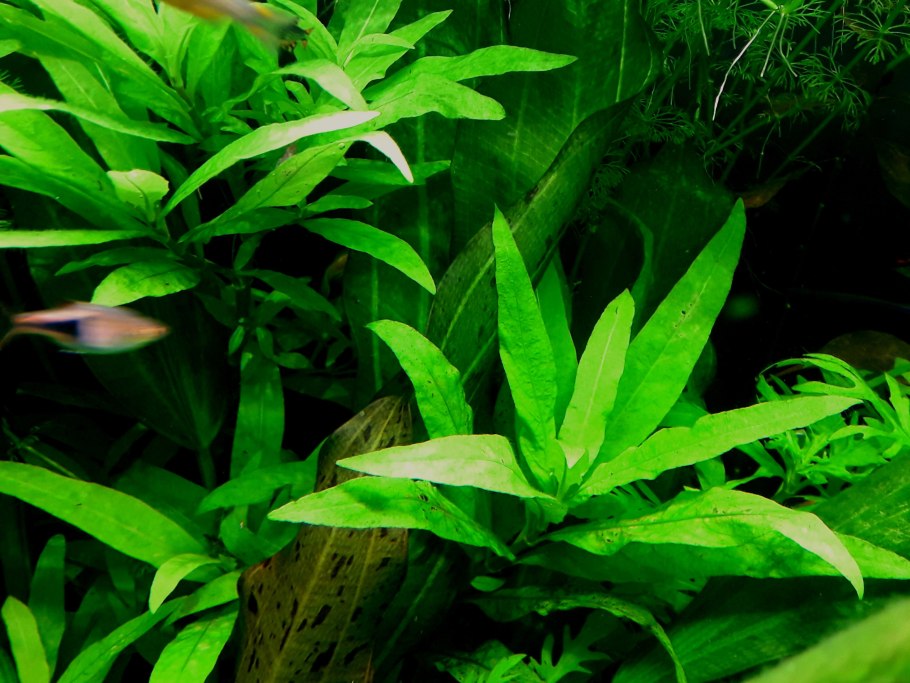 Папоротник таиландский Тридент