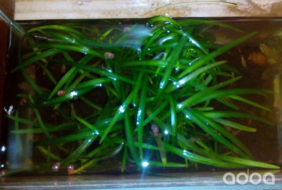 Echinodorus tenellus Эхинодорус тенеллус