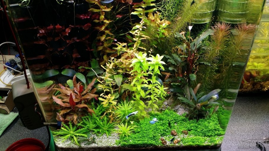 Кардамин пенсильванский