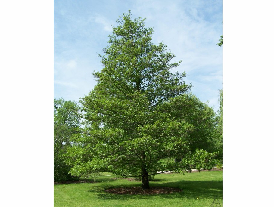 Ольха Alnus glutinosa