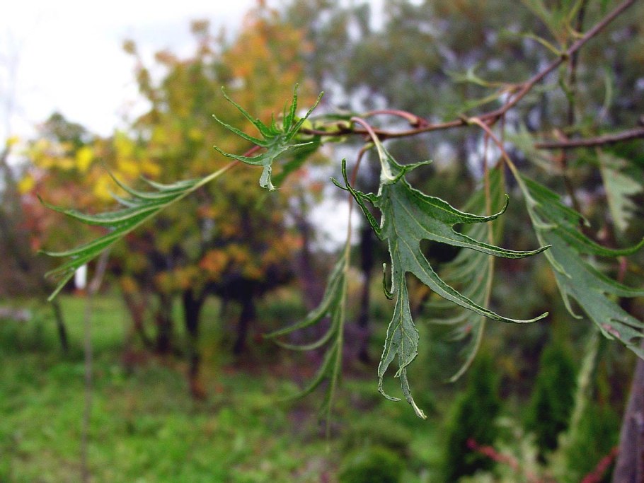 Листочки ольхи