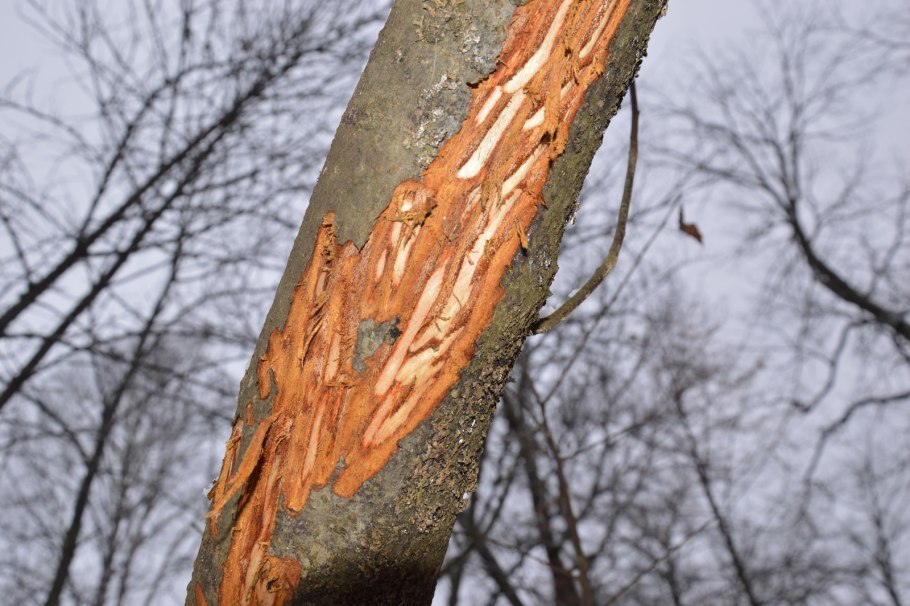 Alnus glutinosa 'Incisa'