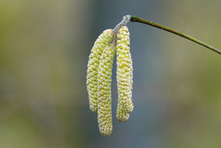 Ольха черная (Alnus glutinosa)