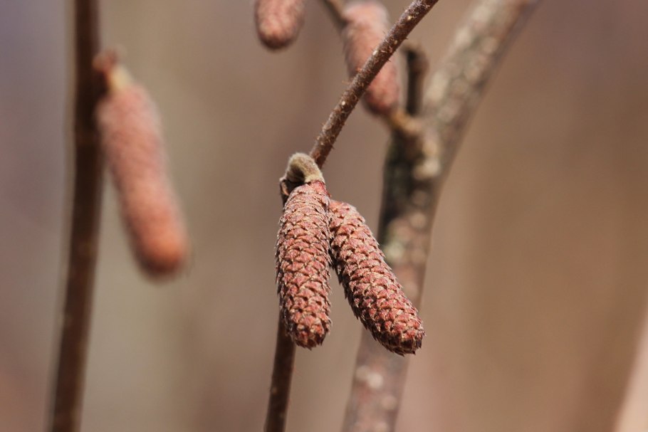 Ольха серая Alnus incana