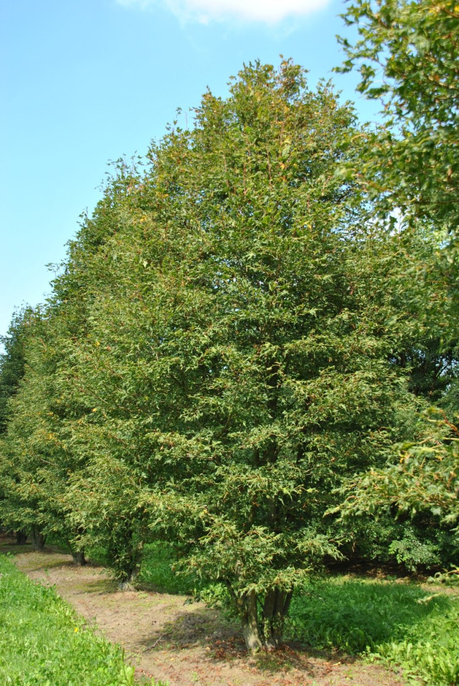 Alnus glutinosa (ольха чёрная) 'Imperialis'